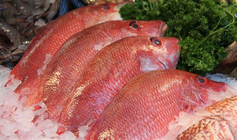 Pargo Rojo: A Deep Dive into the Red Snapper | Paraiso Island