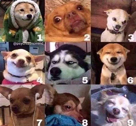 How do you feel today? | Dogs