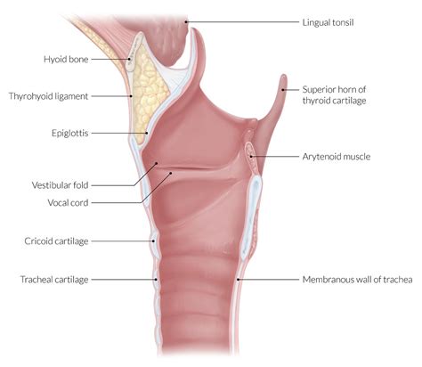 Vestibular Ligament