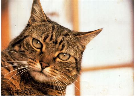 Brindle Black Tabby Cat in 2023 | Tabby cat, Tabby, Brindle