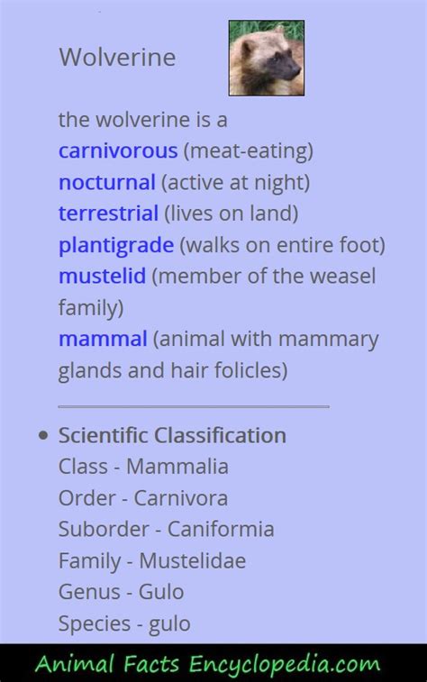 Wolverine Facts - Animal Facts Encyclopedia