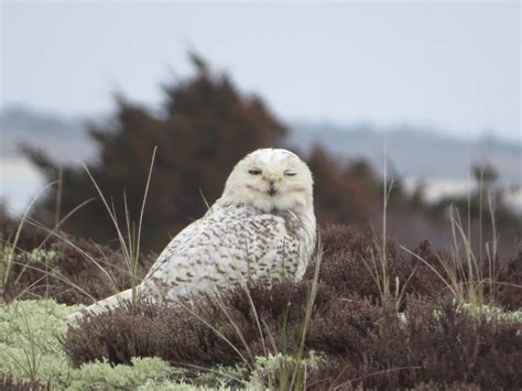 Who’s Who-ooo: Our Nantucket Owls | Nantucket Conservation Foundation