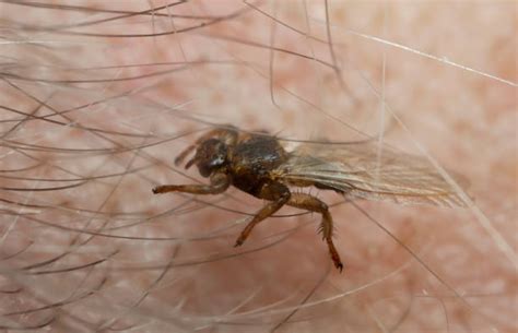 Identifying Biting Flies – Pest Force Vancouver