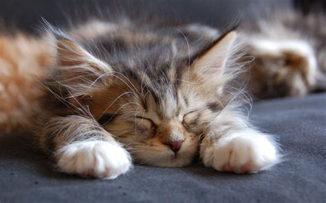 Sleeping Maine Coon Cat Hd Wallpaper Wallpaperfx | My XXX Hot Girl