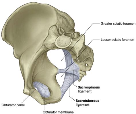 The Role of Pelvic Floor Physical Therapy for the Female Patient - Physician Assistant Clinics