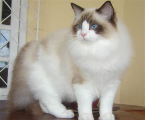 Top 5 Most Cuddly Cat Breeds. Absolutely Amazing and Delightful Cats