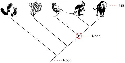 2.16 Species & Phylogenetic Trees – The Evolution and Biology of Sex
