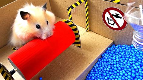 caring guide for hamster babies - mypet1top - 2024