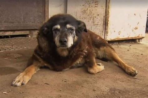 'World's oldest dog' dies aged 30 | London Evening Standard | Evening ...