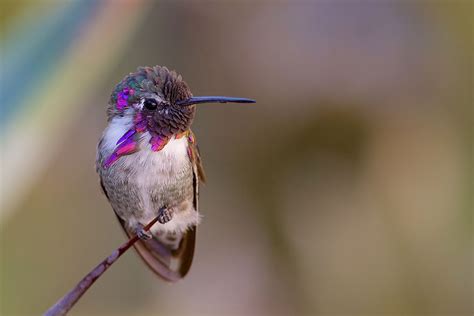 20 Vivid Hummingbird Close-ups Reveal Their Incredible Beauty | Bored Panda