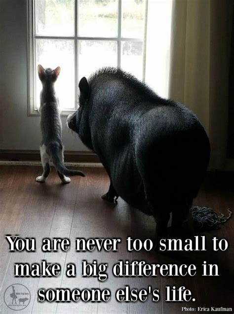 a pig and a cat looking at each other in front of a window with the caption you are never too ...