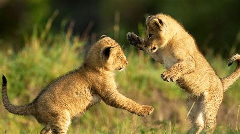 Cute LION CUBS Playing (HD) [Funny Pets] - YouTube