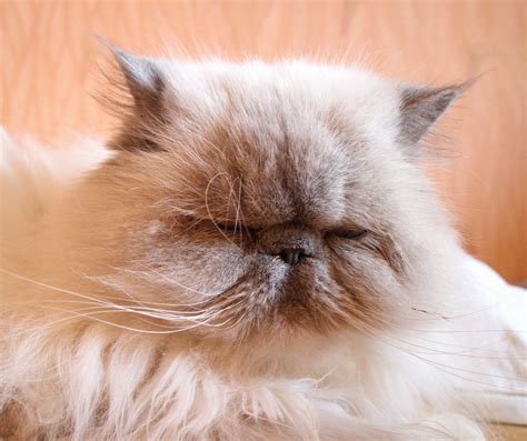 Himalayan Cats - All About The Himalayan Cat Breed - Cats And Kittens Central