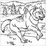 Running wolf  Wolf Coloring Pages sketch template