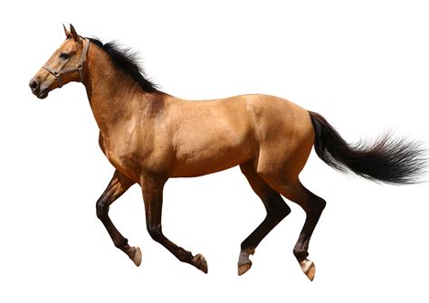 Transparent Horse Png Transparent Background Running Horses Png | Images and Photos finder