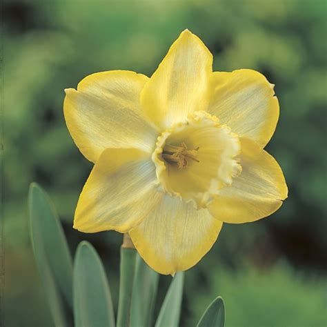 Binkie Daffodil Bulbs | Buy Online | Boston Bulbs