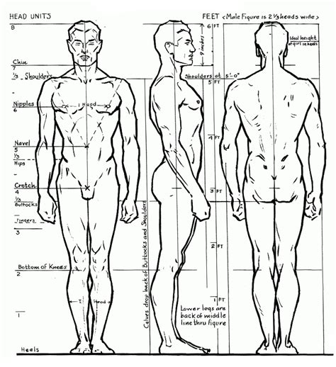 Esta imagem pertence a Andrew Loomis, representa as proporções humana, detalhes masculinos n ...