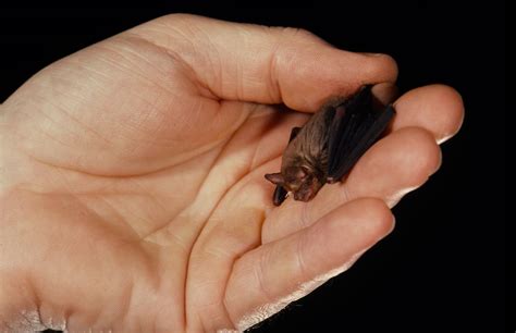 11 of the Smallest Mammals in the World