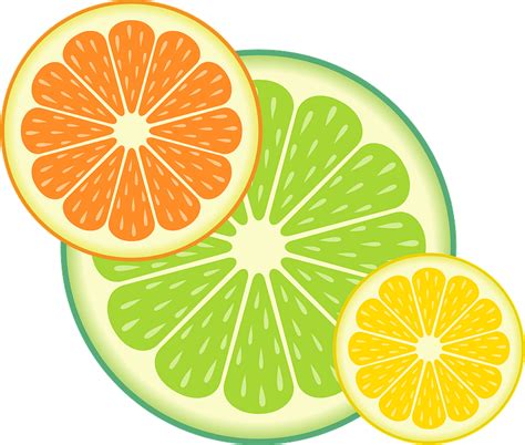 Citrus fruit slices clipart. Free download transparent .PNG | Creazilla