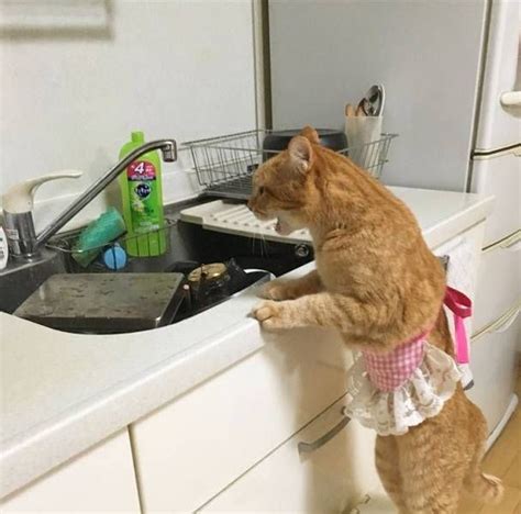 Just finished washing dishes. Catnot believe this.https://ift.tt ...