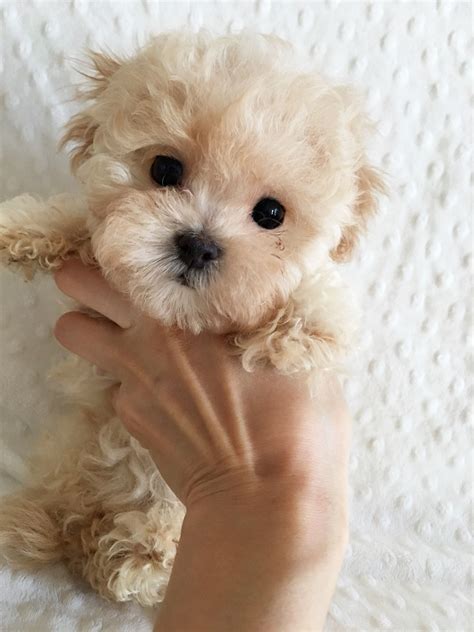 Related image | Maltipoo puppy, Teacup puppies, Puppies