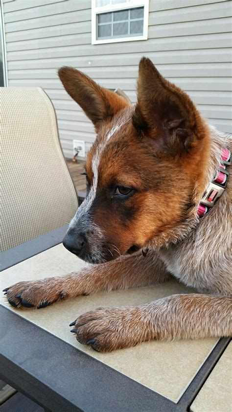 Lacey our Red Heeler | Red heeler, Heeler, Dogs