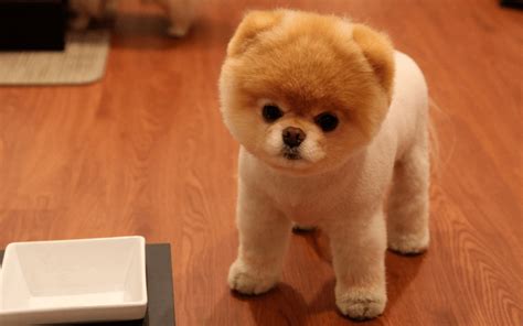9 Wildly Cute Pomeranian Haircut Styles To Tame The Fluff