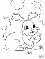 Cute Bunny Holding A Carrot coloring Page  Free Printable Coloring Pages sketch template