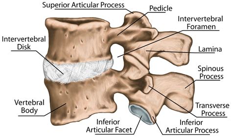 Lumbar Transverse Process Fractures: Science Based | El Paso ...