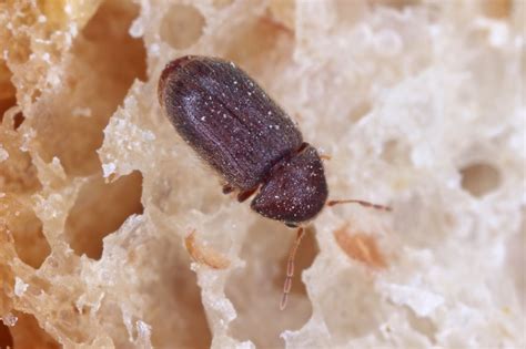 What Are The Small Brown Beetles In My Home? Drugstore Beetles - Alabama Cooperative Extension ...
