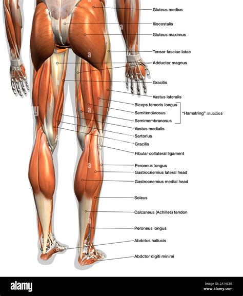 Labeled anatomy chart of male leg muscles, on white background Stock Photo - Alamy