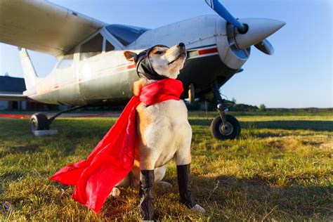 Flying With Your Pet? Here’s What You Need to Know First