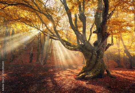 Autumn forest in fog with sun rays. Magical old tree at sunrise ...