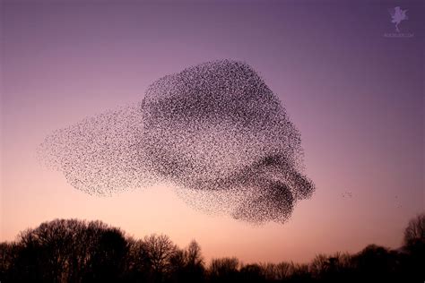 Starling Murmuration by thrumyeye on DeviantArt