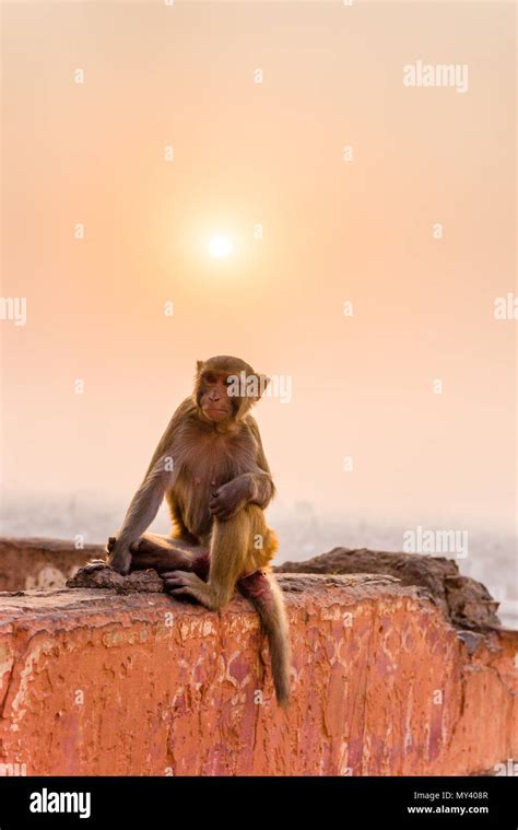 macaque monkey at Galta Ji Temple in Jaipur at sunset Stock Photo - Alamy