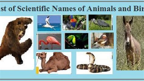 List of Scientific Names of Animals and Birds