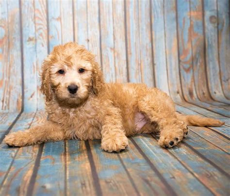 Mini Poodle Lab Mix Puppies at Jeraldine Yates blog