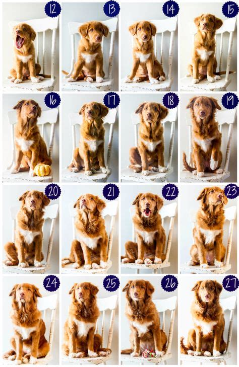 8 Best Puppy Growth Chart ideas | puppies, cute animals, puppy photos