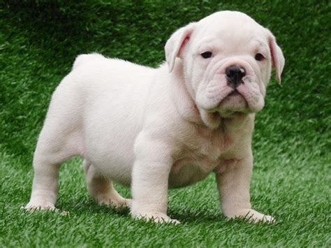 White Old English Bulldog Puppies