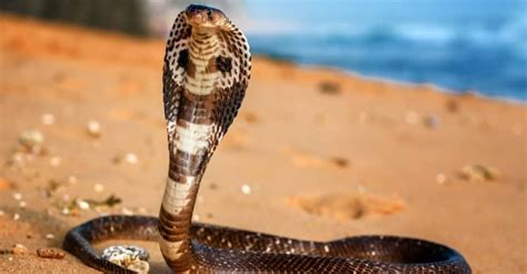 King Cobra Bite: Why it Has Enough Venom to Kill 11 Humans & How to Treat It - IMP WORLD