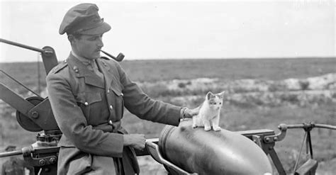 Fightin’ Felines: 8 Cats That Served On The Front Lines During World Wars I and II | The Animal ...