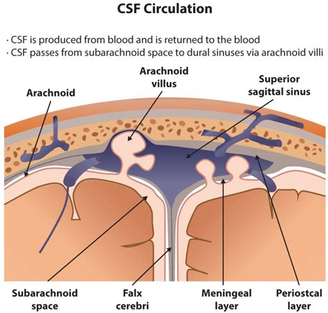 [Figure, Cerebrospinal Fluid (CSF) Circulation. CSF...] - StatPearls - NCBI Bookshelf