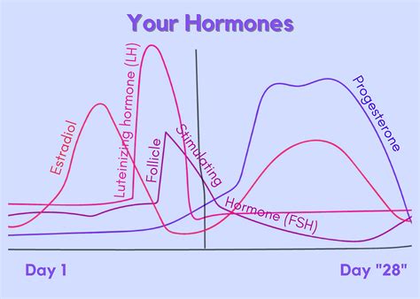 Signs You're in the Follicular Phase of Your Menstrual Cycle