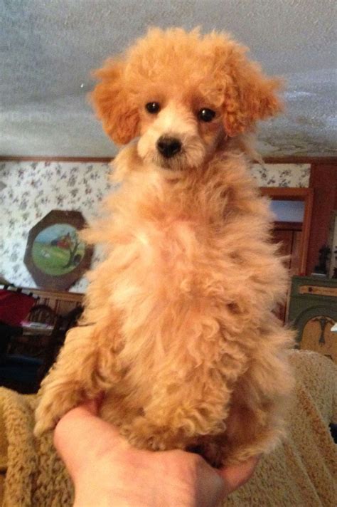 Josie, apricot mini poodle, 4.5 months old. | Tea cup poodle, Mini ...