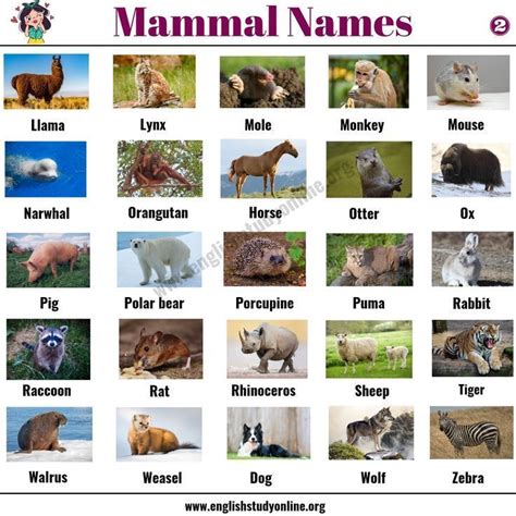 List of Mammals: 50+ Popular Mammal Names with Examples and ESL Pictures - Engli in 2020 ...