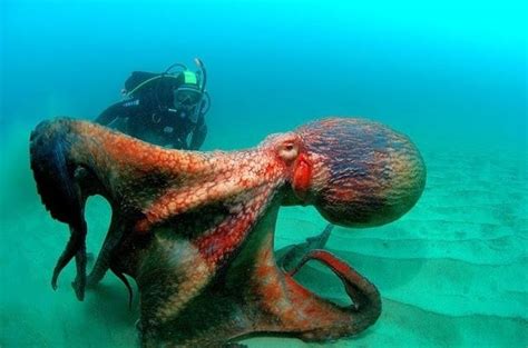 Giant Pacific Octopus – "OCEAN TREASURES" Memorial Library