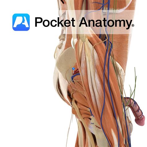 Superior gluteal artery - Pocket Anatomy