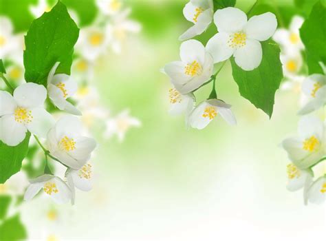 Download White Flower Jasmine Nature Blossom HD Wallpaper