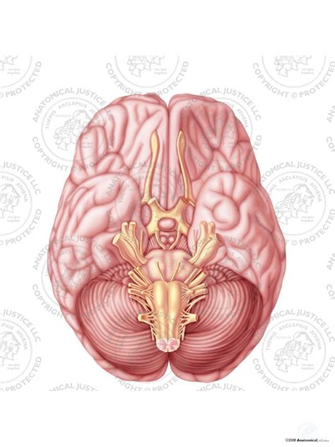 Cranial Nerves