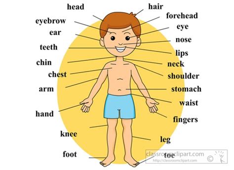 13+ Human Body Clipart | ClipartLook